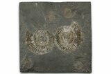 Fossil Ammonite (Dactylioceras) Cluster - Posidonia Shale, Germany #358359-1